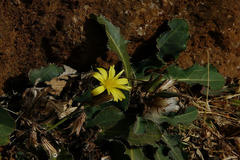 Launaea procumbens